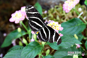 Butterflies and Blooms apines10